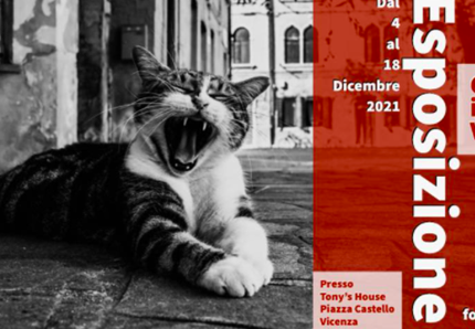 I gatti ripopolano Venezia